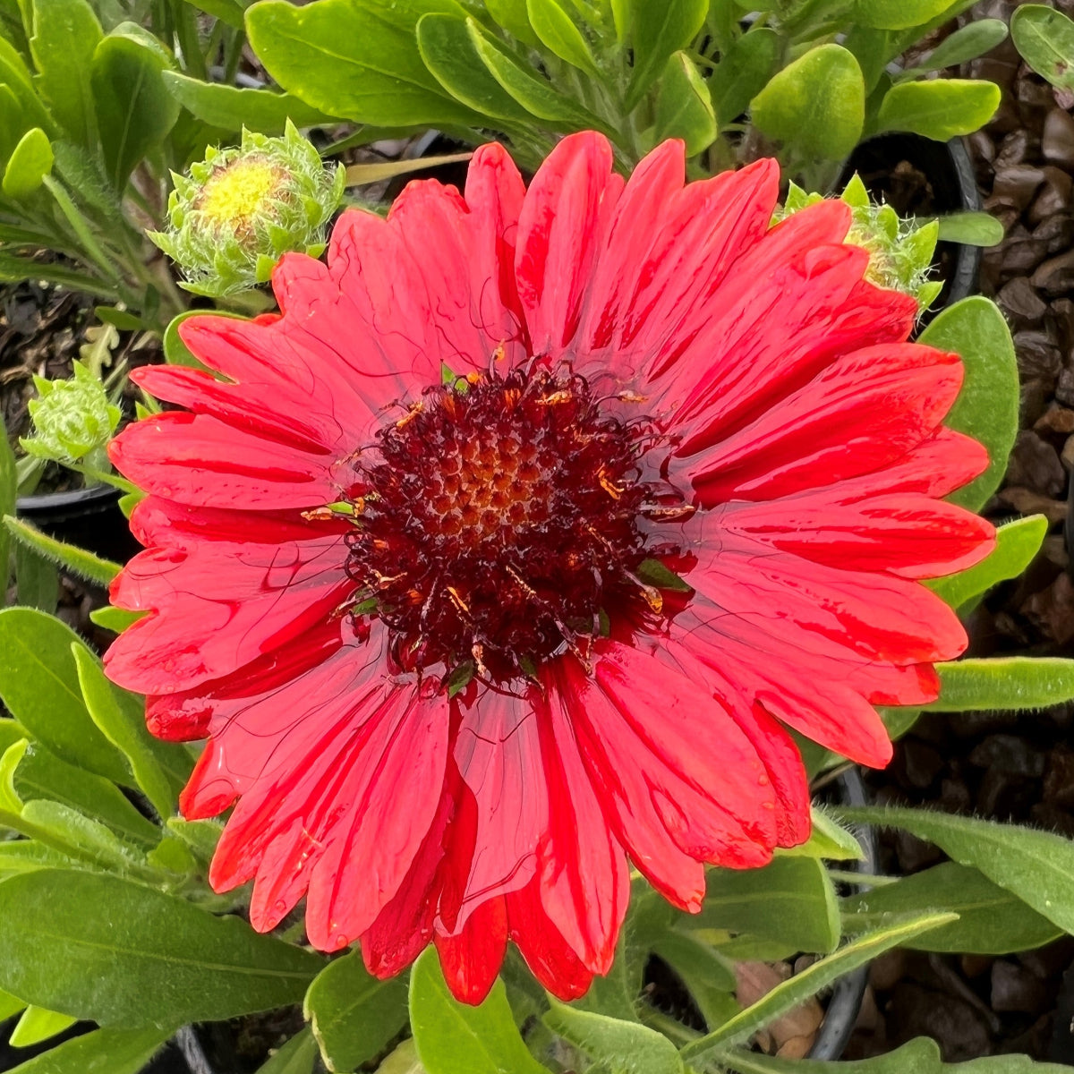 Gaillardia aristata ‘Spintop Red’