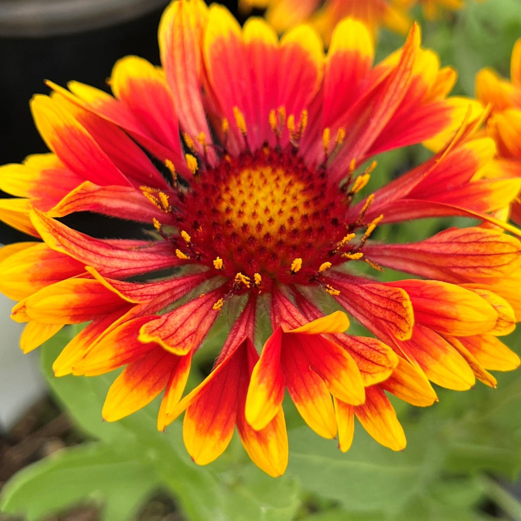 Gaillardia aristata 'Spintop Copper Sun' PPAF