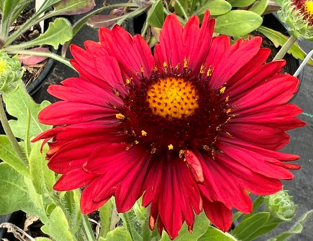 Gaillardia aristata ‘Spintop Red’