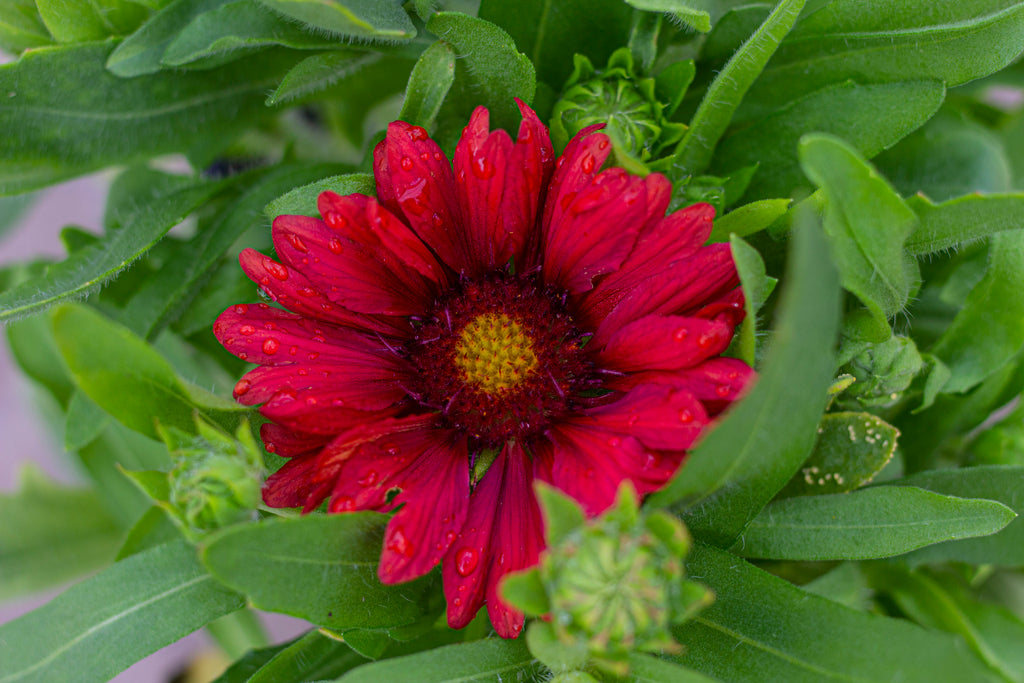 Gaillardia x grandiflora MESA™ Red