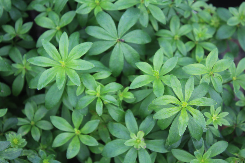 Groundcover, Galium odoratum- 25 per flat