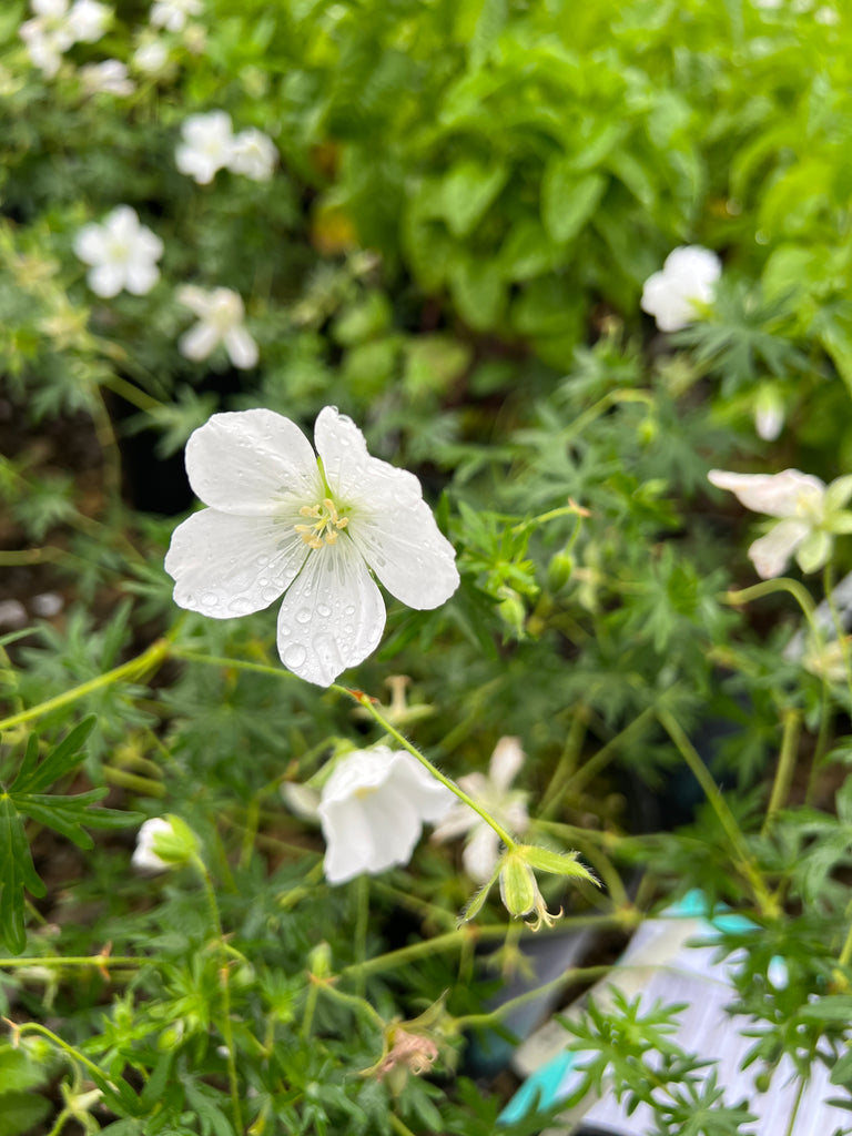 Geranium s. 'Album' (white)