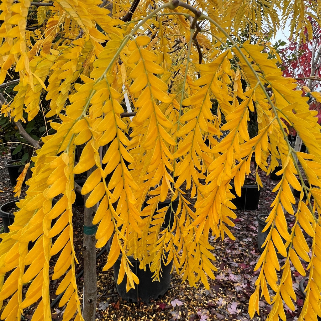 Gleditsia tri. 'Golden Locust' (BBP)