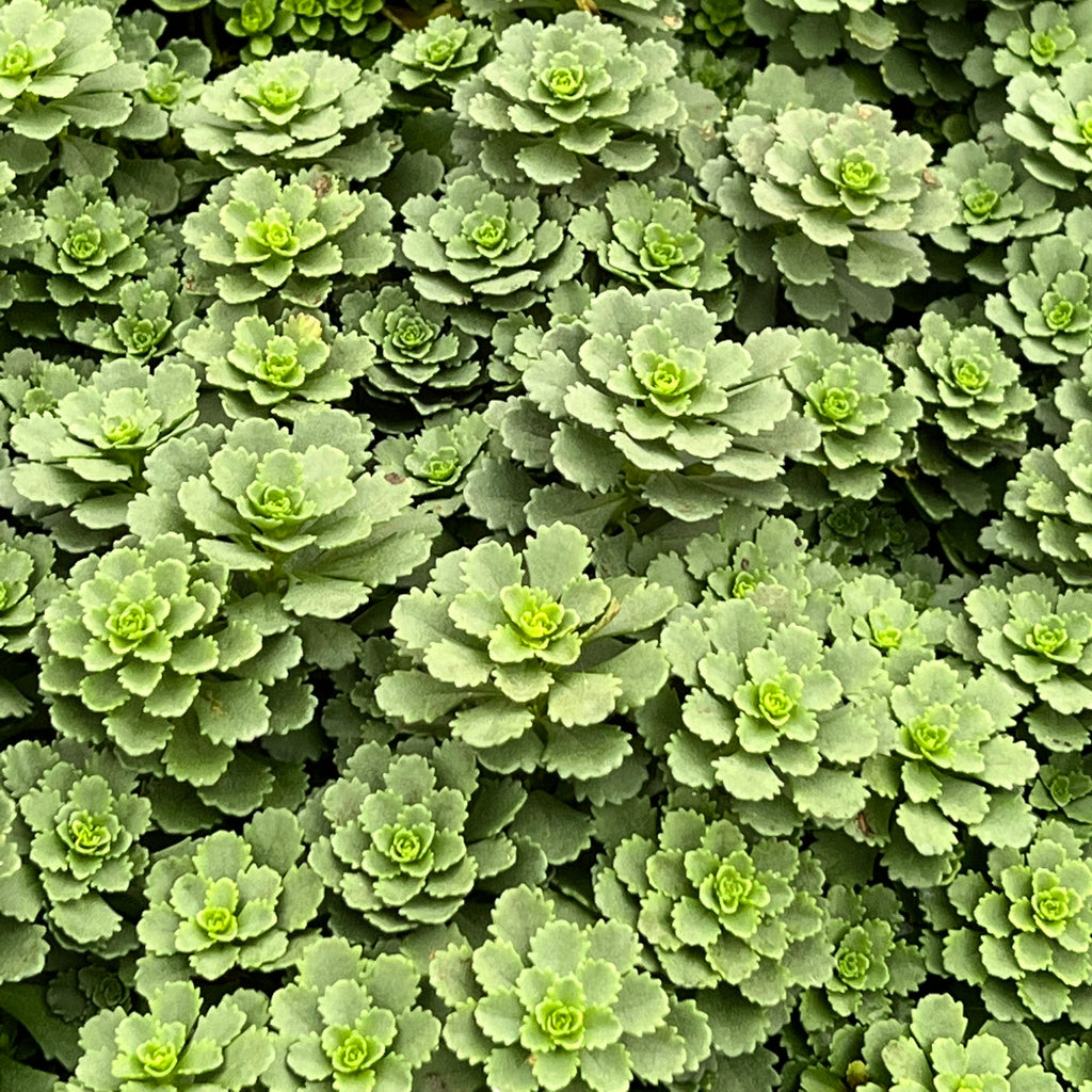 Groundcover, Sedum fl. 'Winter Mahogany''- 25 per flat