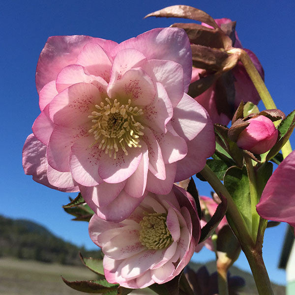 Helleborus NORTH STAR™ 'Pink'