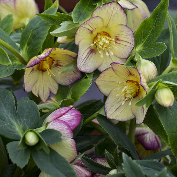 Helleborus HONEYMOON® 'Tropical Sunset'
