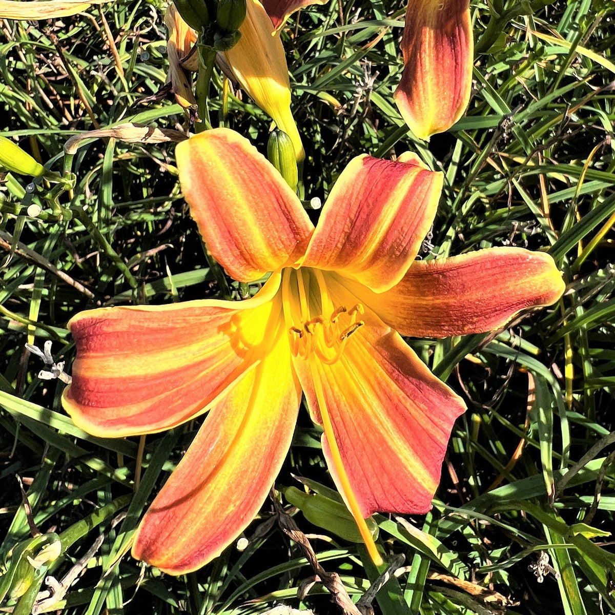 Hemerocallis EveryDayLily® 'Red Rib'