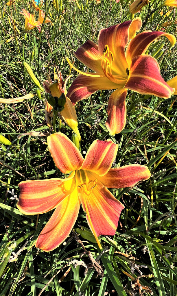 Hemerocallis EveryDayLily® 'Red Rib'