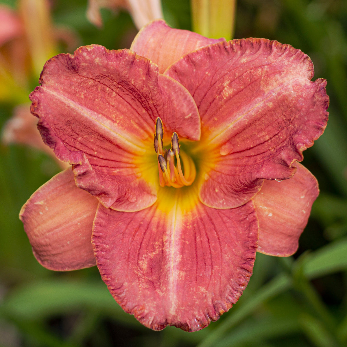 Hemerocallis EveryDayLily® 'Cerise'