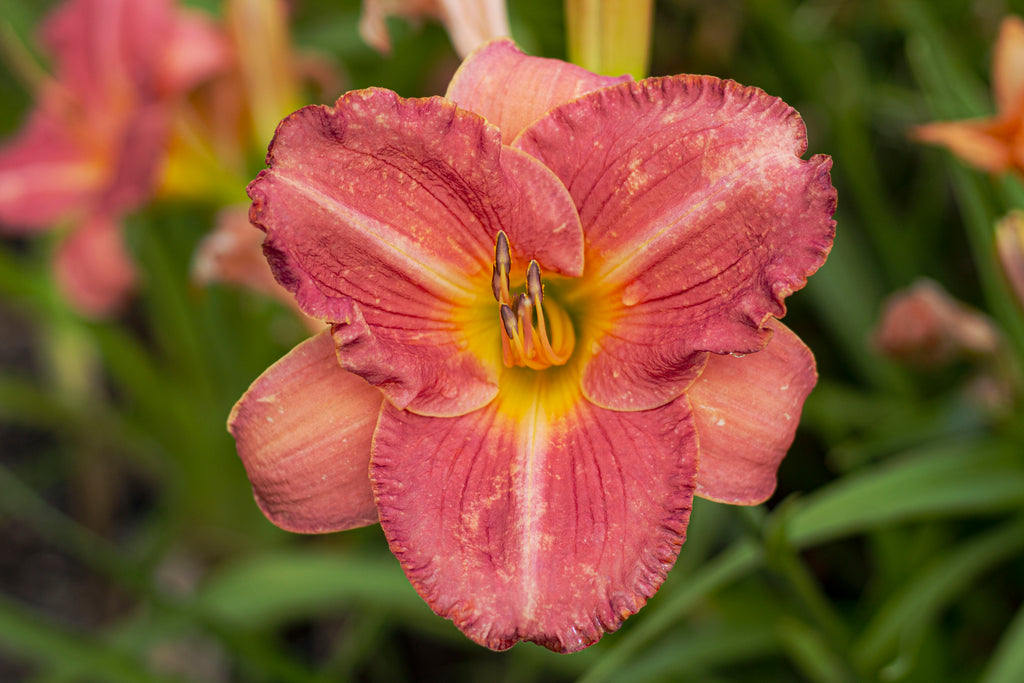 Hemerocallis EveryDayLily® 'Cerise'