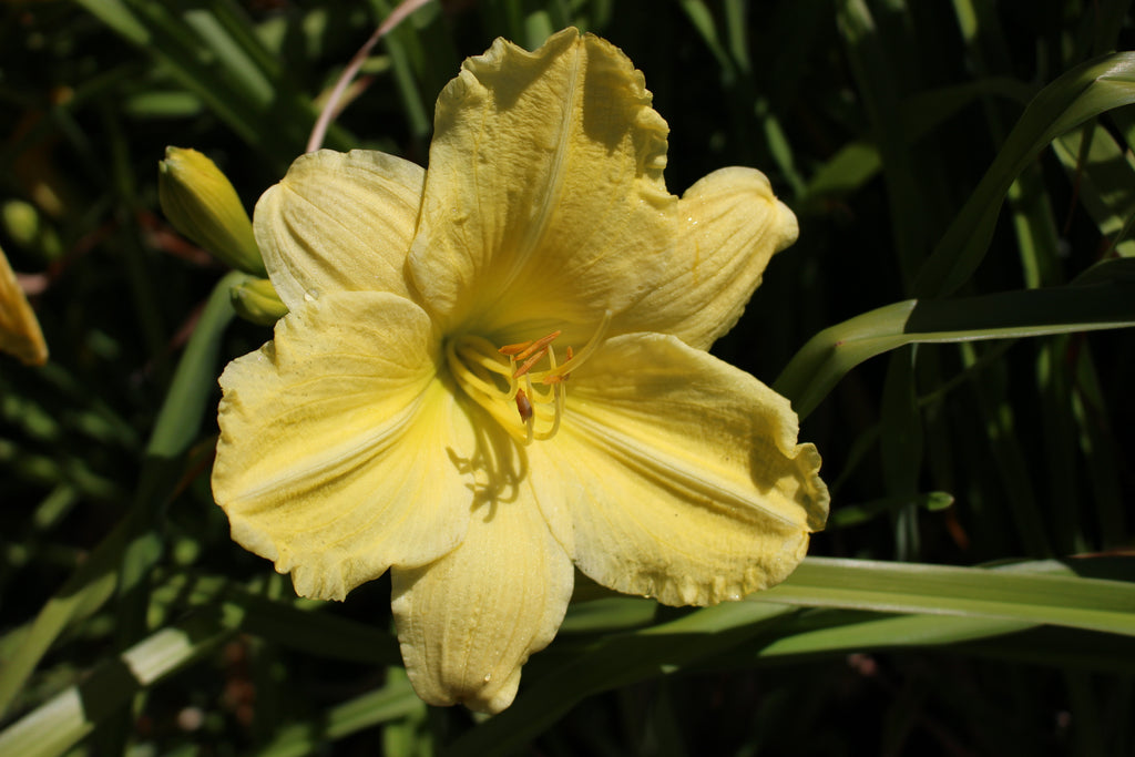 Hemerocallis 'Fragrant Light' (yellow)