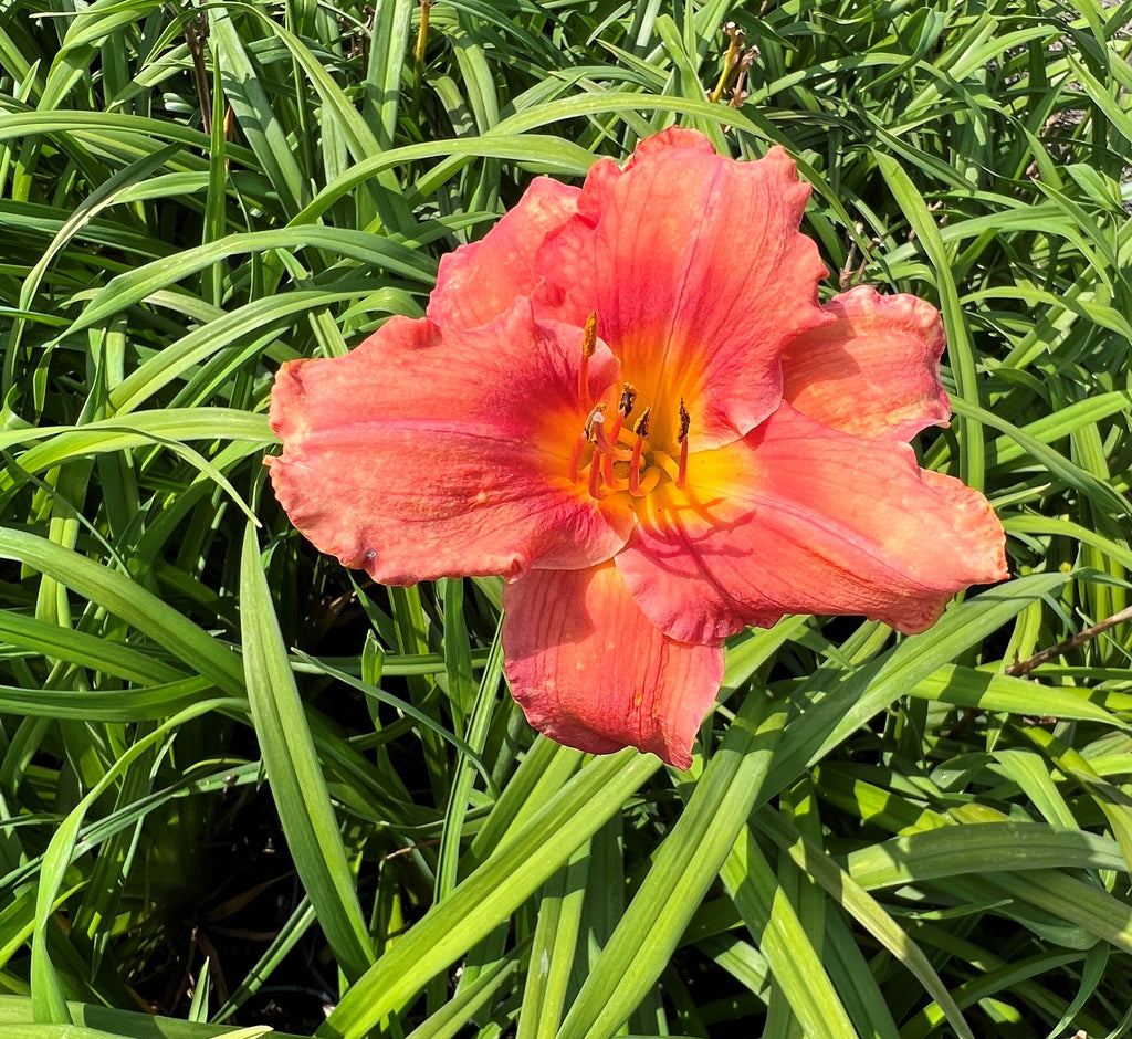 Hemerocallis 'South Seas' (coral)