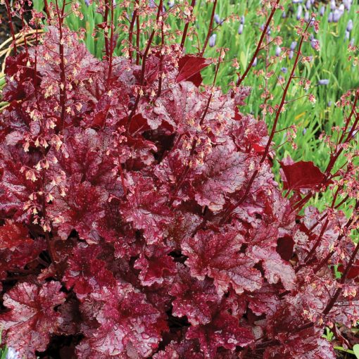 Heuchera 'Berry Marmalade' PP23285