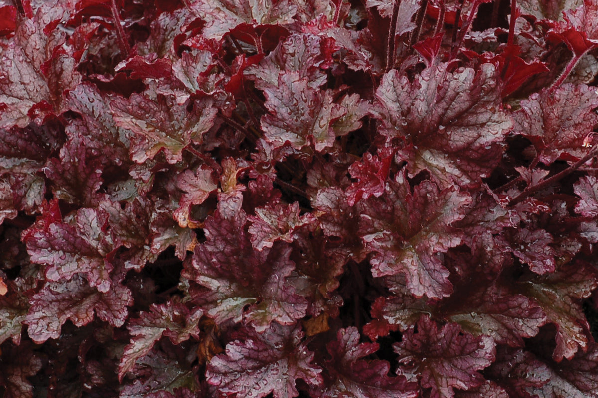 Heuchera 'Berry Marmalade' PP23285