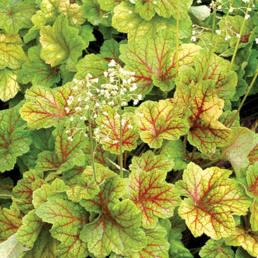 Heuchera 'Electra' PP21856