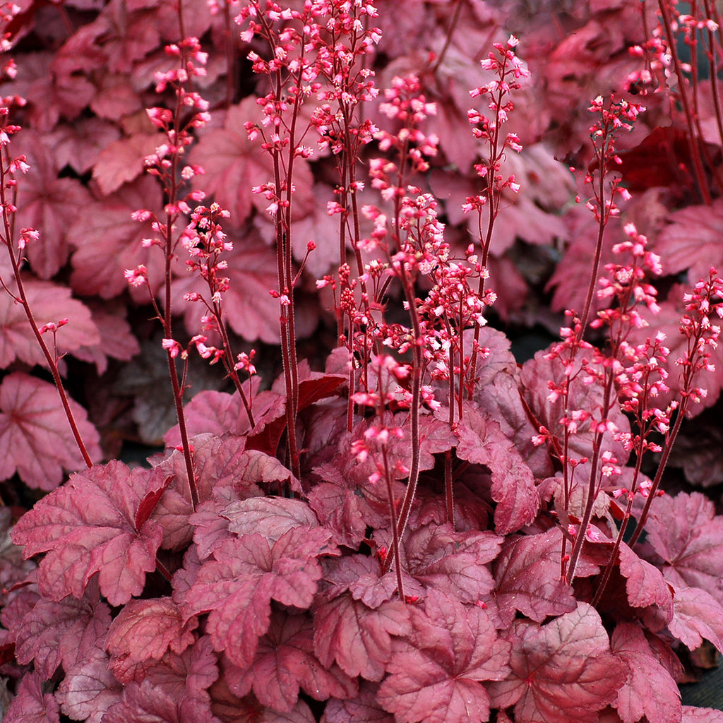 Heuchera 'Grape Soda' PP26339
