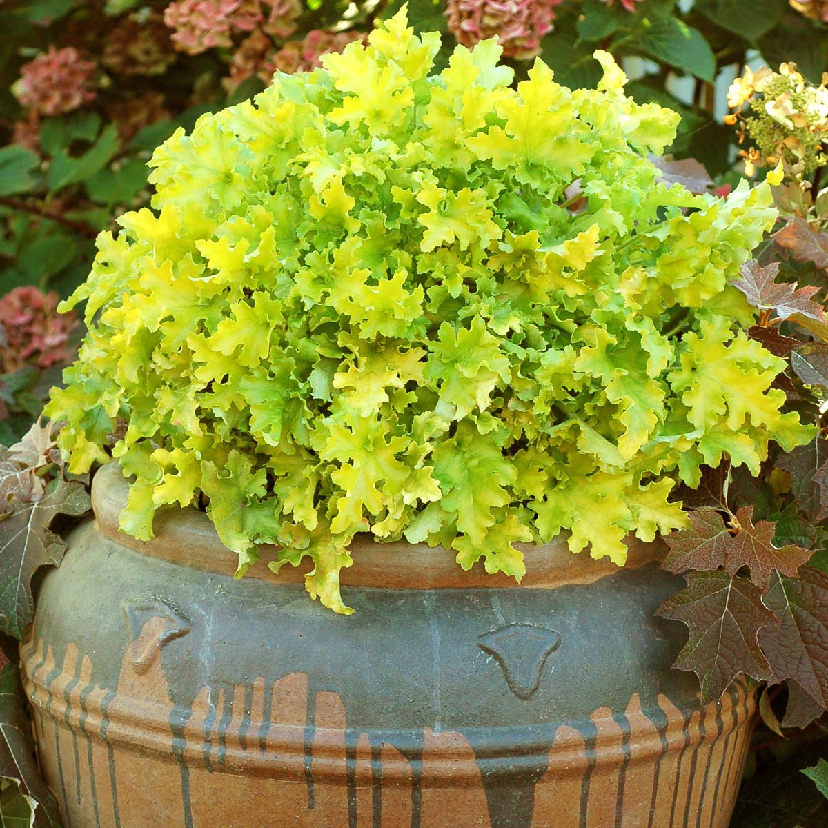 Heuchera 'Lime Marmalade' PP21,861