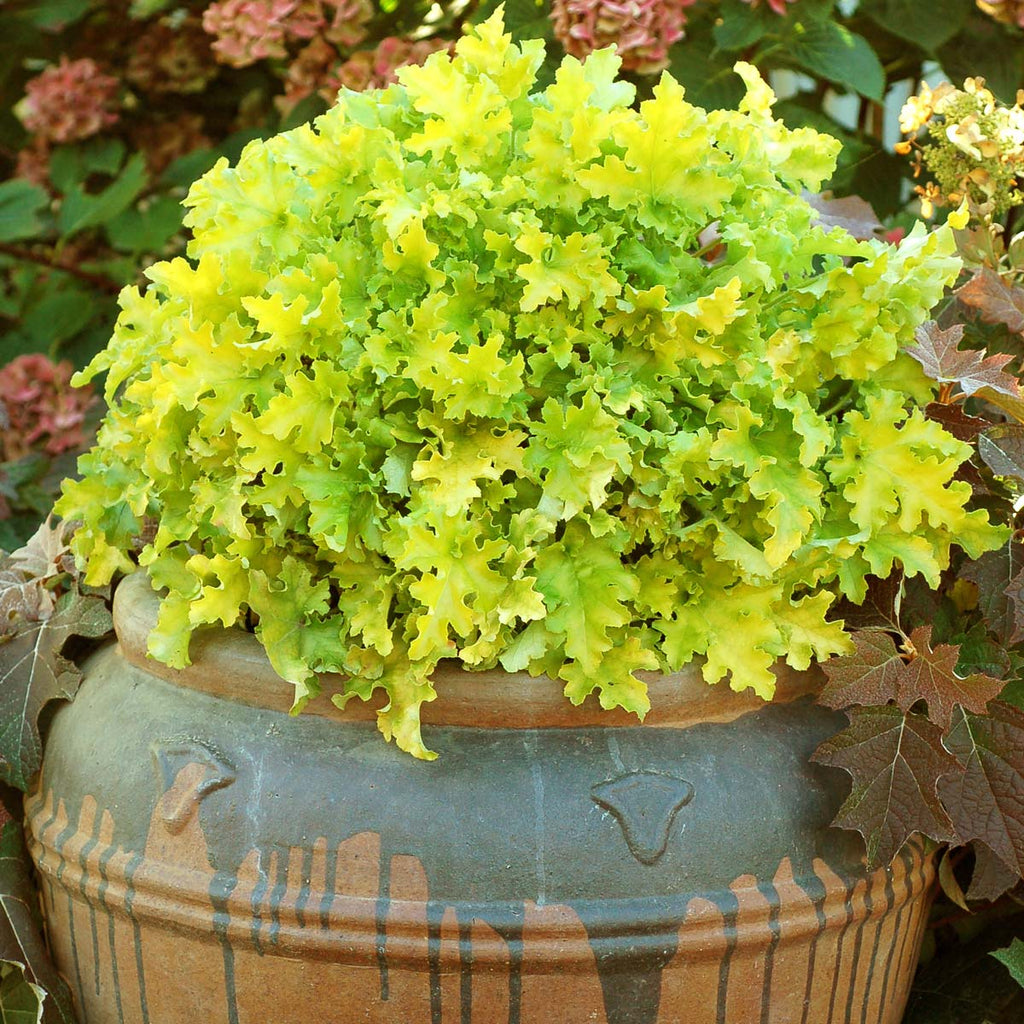 Heuchera 'Lime Marmalade' PP21,861