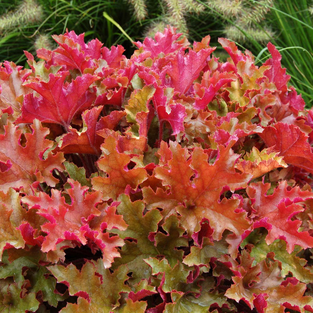 Heuchera 'Marmalade' PP15945