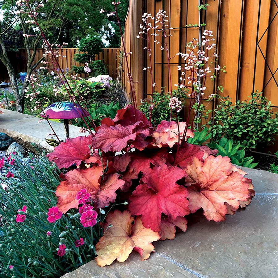 Heuchera CITY™ 'Rio' PP24273