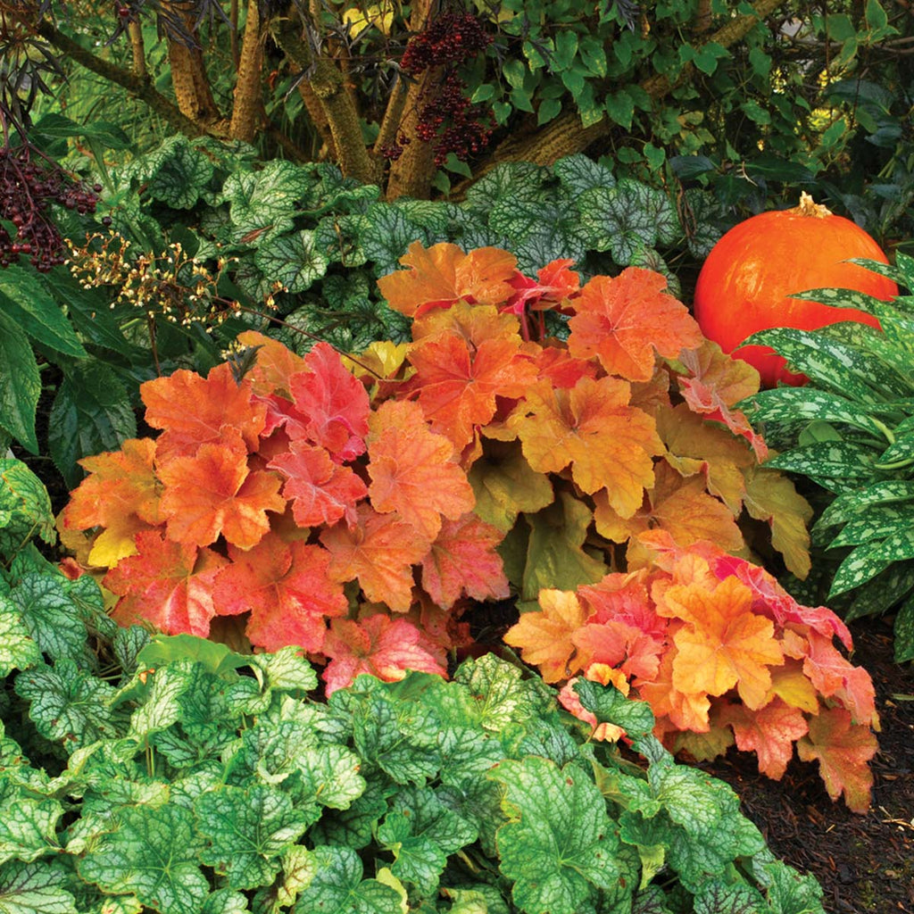 Heuchera 'Southern Comfort' PP20364