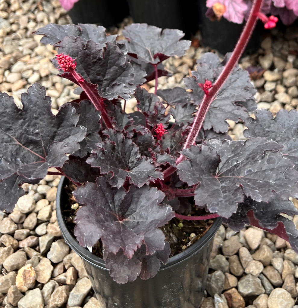 Heuchera 'Timeless Night' PPAF