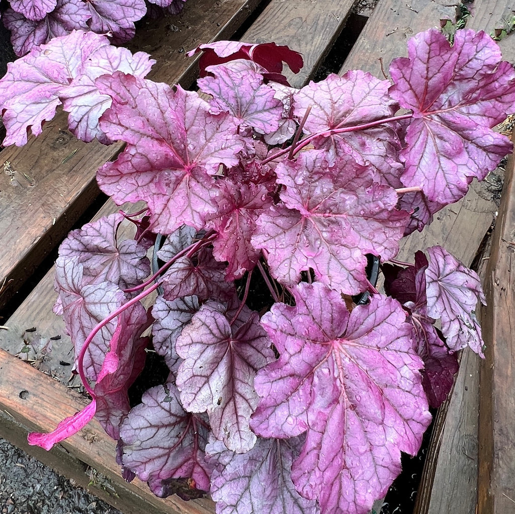 Heuchera 'Pink Panther' PP31224