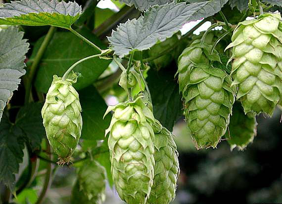 Hops 'Cascade'