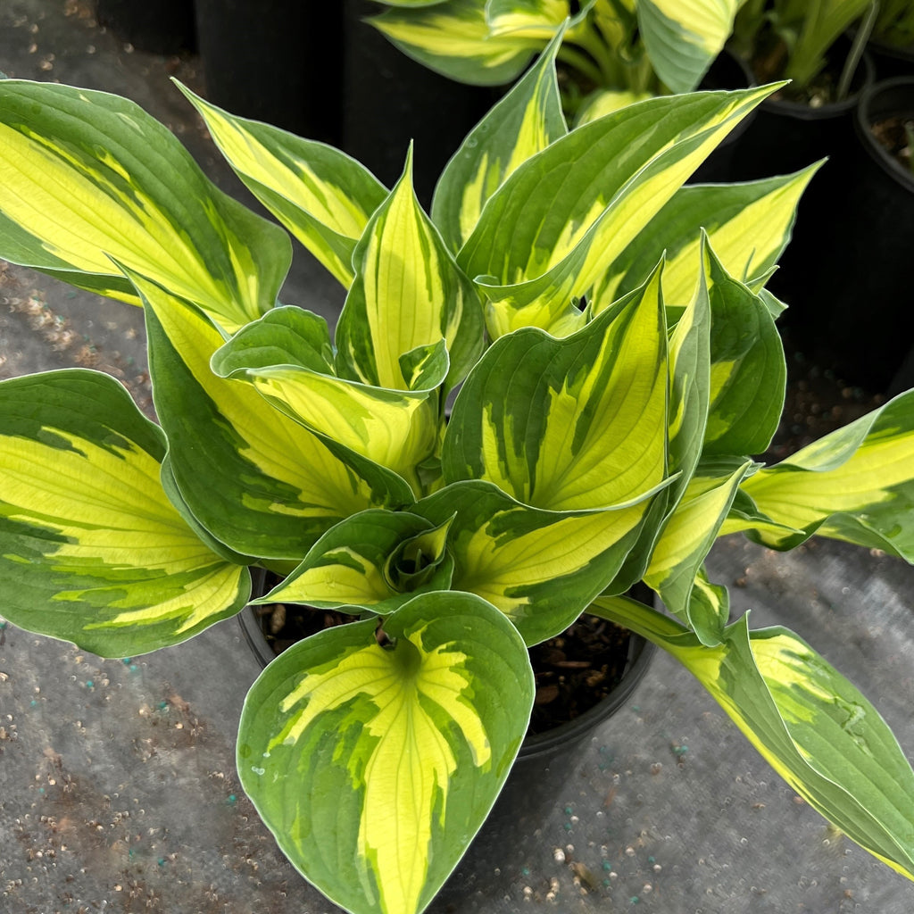 Hosta x 'Colored Hulk' – Loen Nursery, Inc.