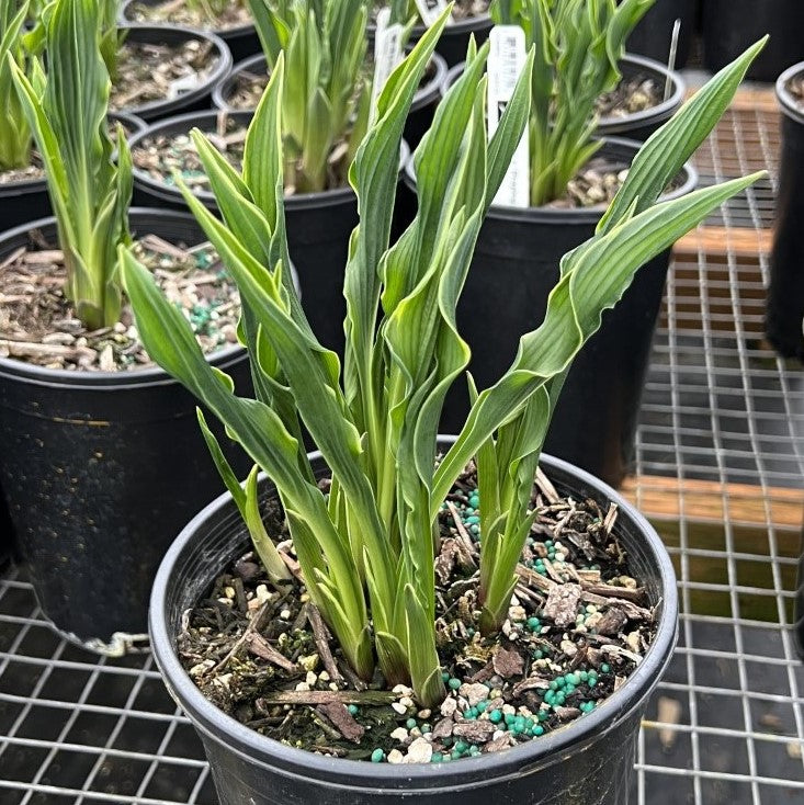 Hosta x 'Praying Hands'
