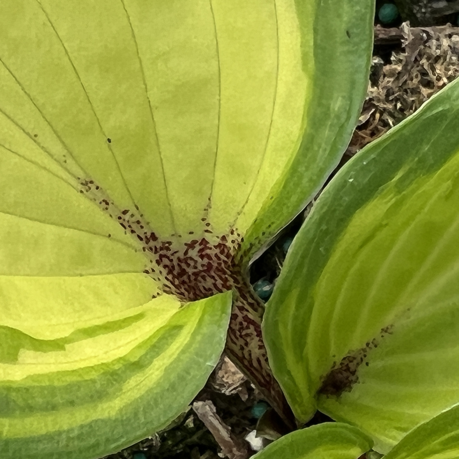 Hosta 'Raspberry Sundae'