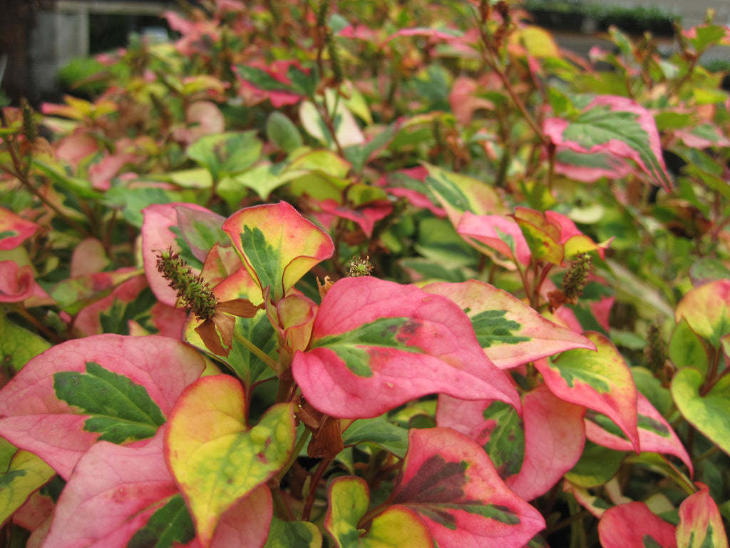 Houttuynia cordata 'Chameleon'