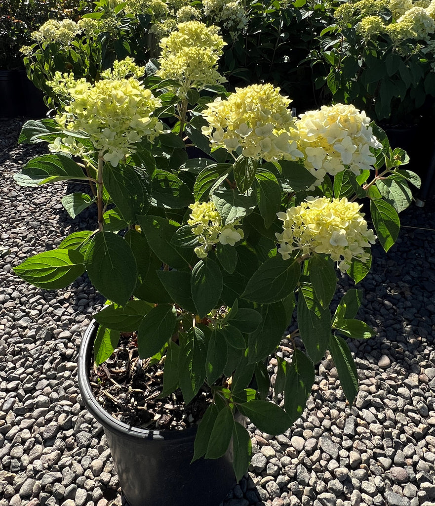 Hydrangea pan. White Wedding® PP28973 (white)