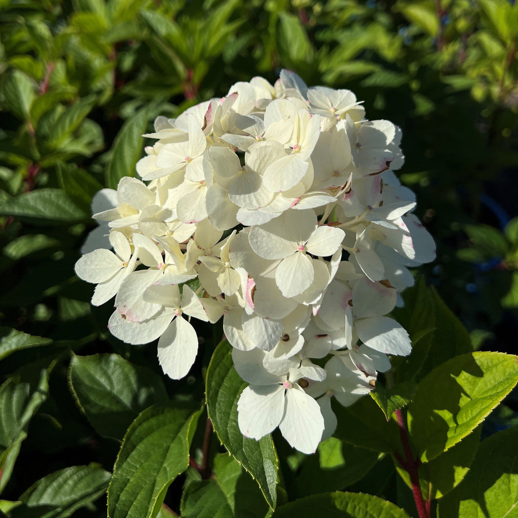 Hydrangea pan. LAVALAMP™ CANDELABRA™ PP27472 (red/white)