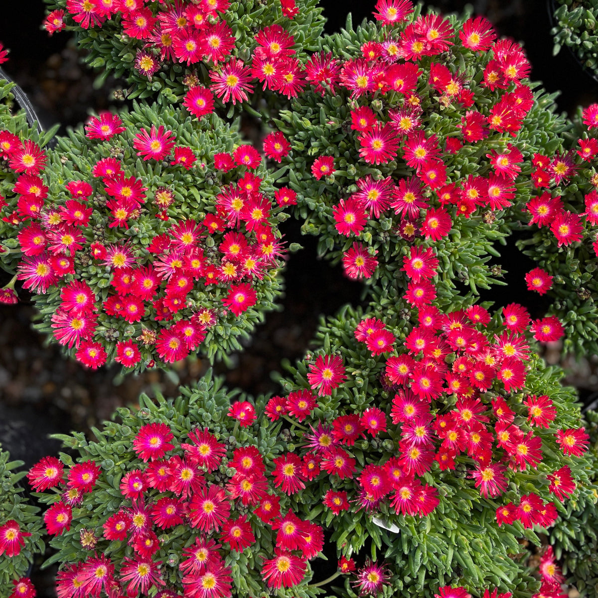 Delosperma 'Jewel of Desert Garnet' PP23471