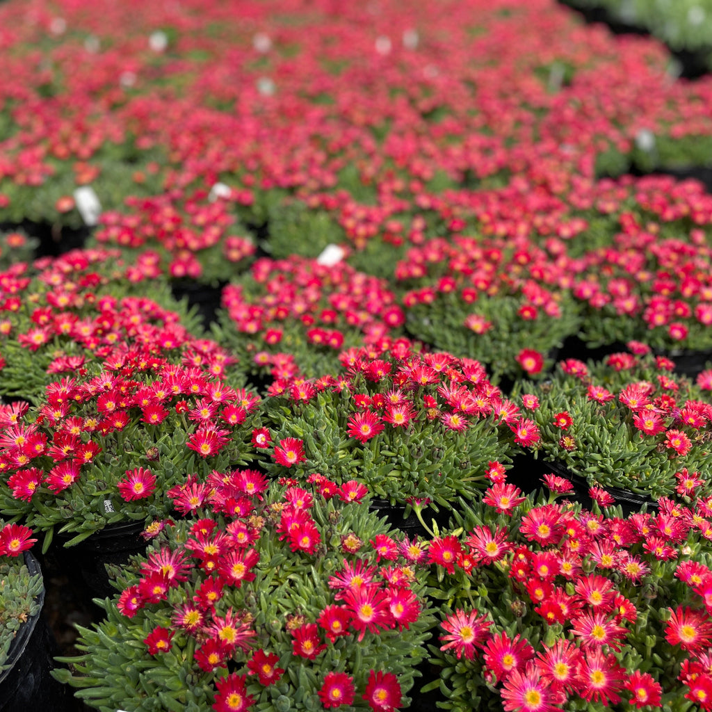 Delosperma Jewel of Desert Grenade PP27014