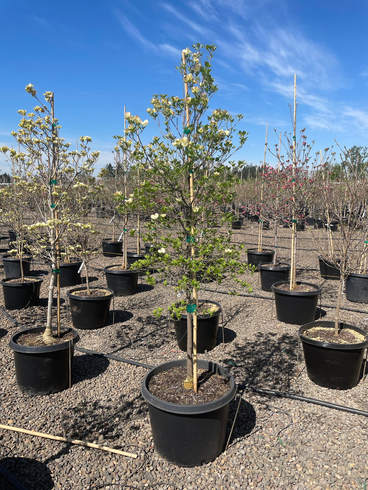 Cornus fl. 'Cloud Nine' (white)