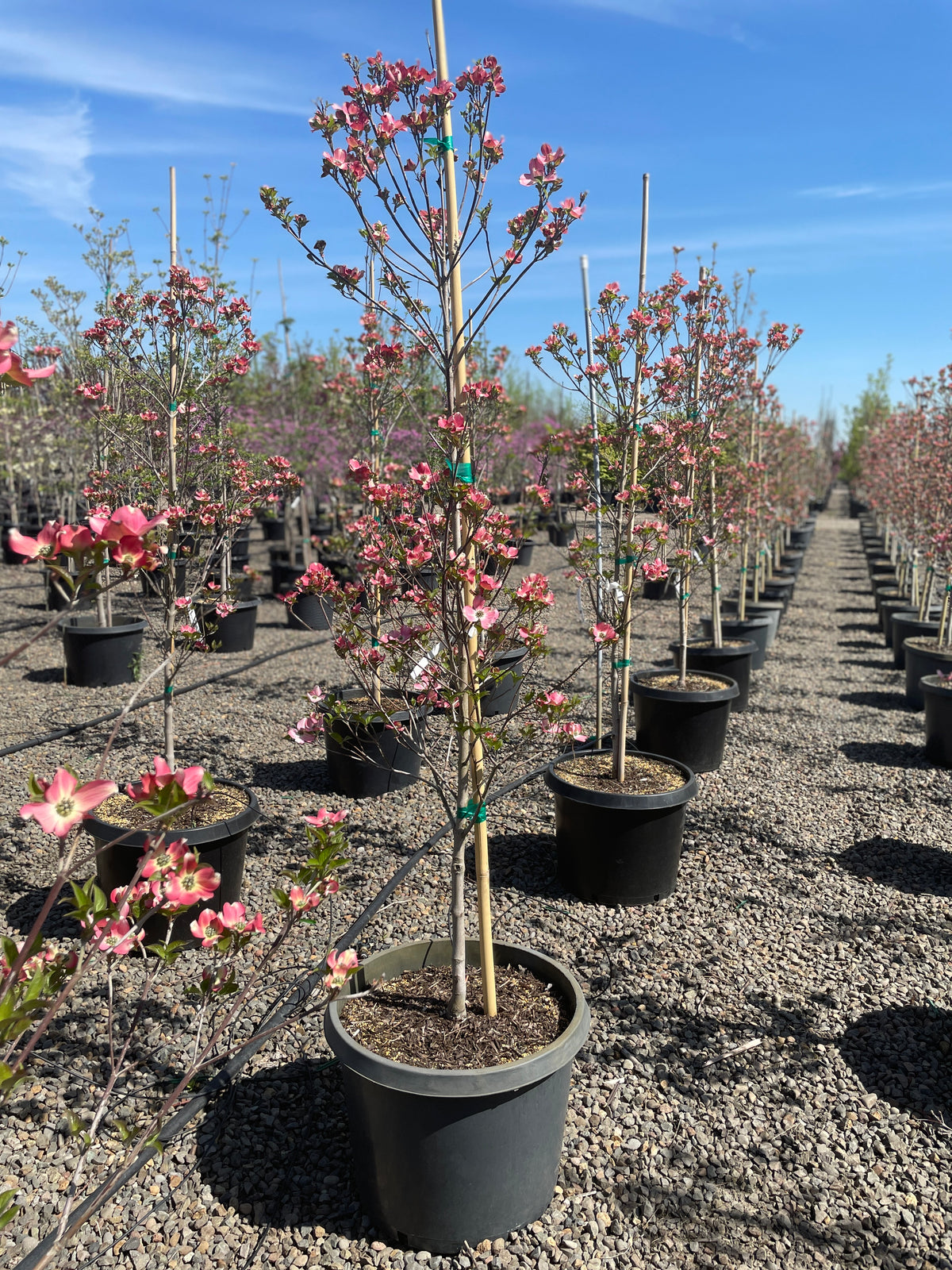 Cornus fl. 'Rubra' (pink)