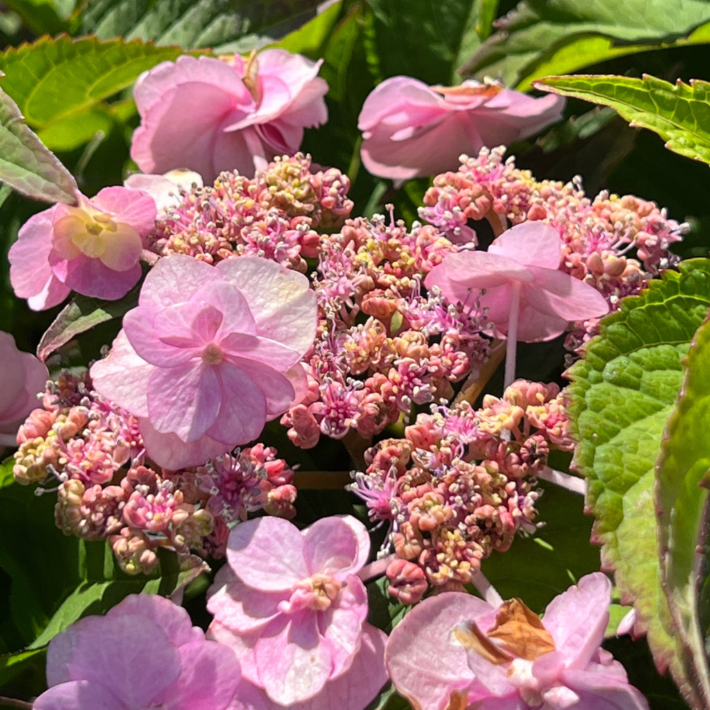 Hydrangea ser. Tiny Tuff Stuff™ PW PP24842 (pale purple)