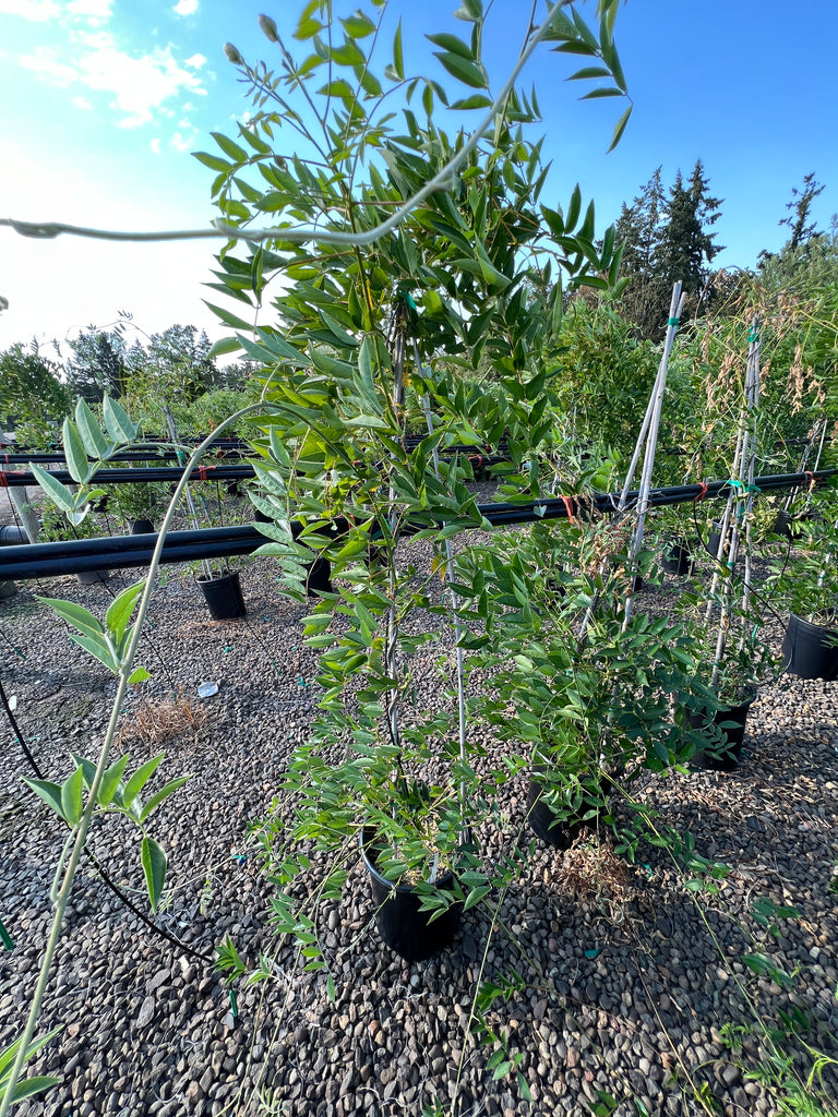 VINE Wisteria macrostachya 'Blue Moon'