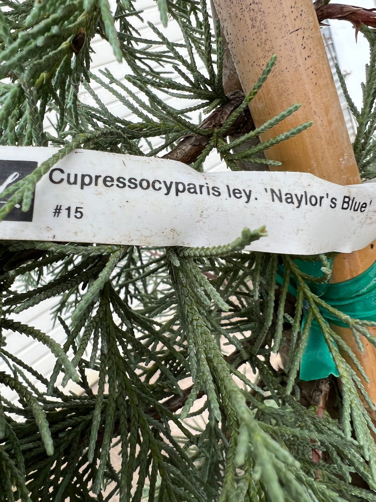 Cupressocyparis ley. 'Naylor's Blue' (CG)