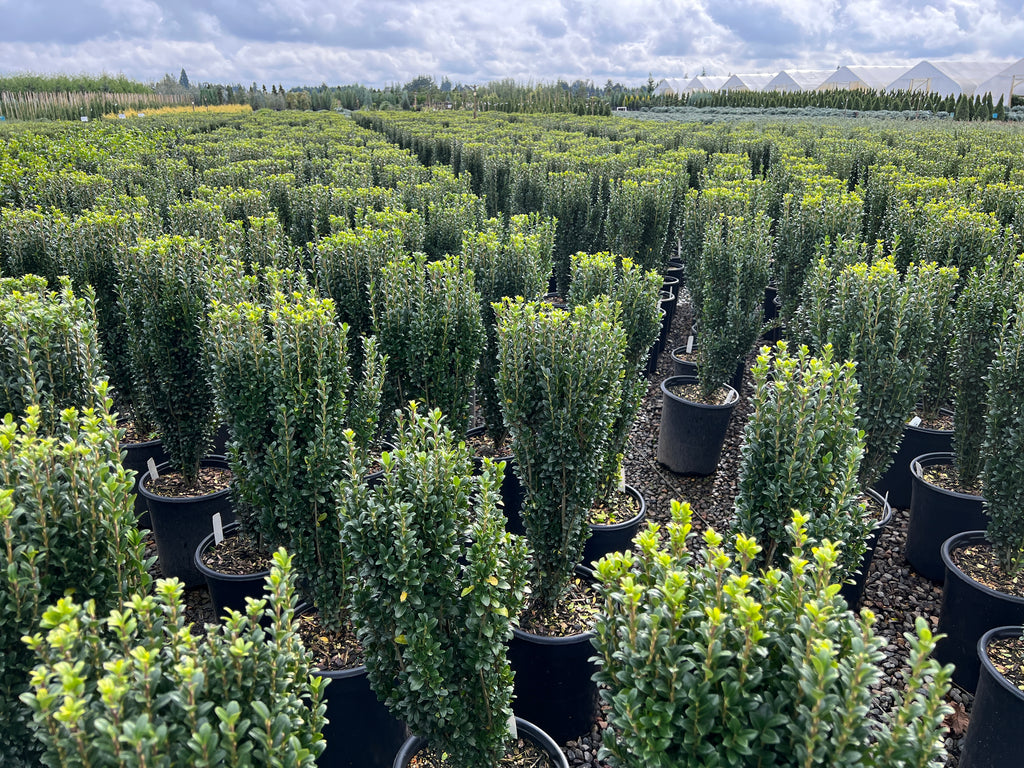 Ilex cr. 'Sky Pencil' (CG)