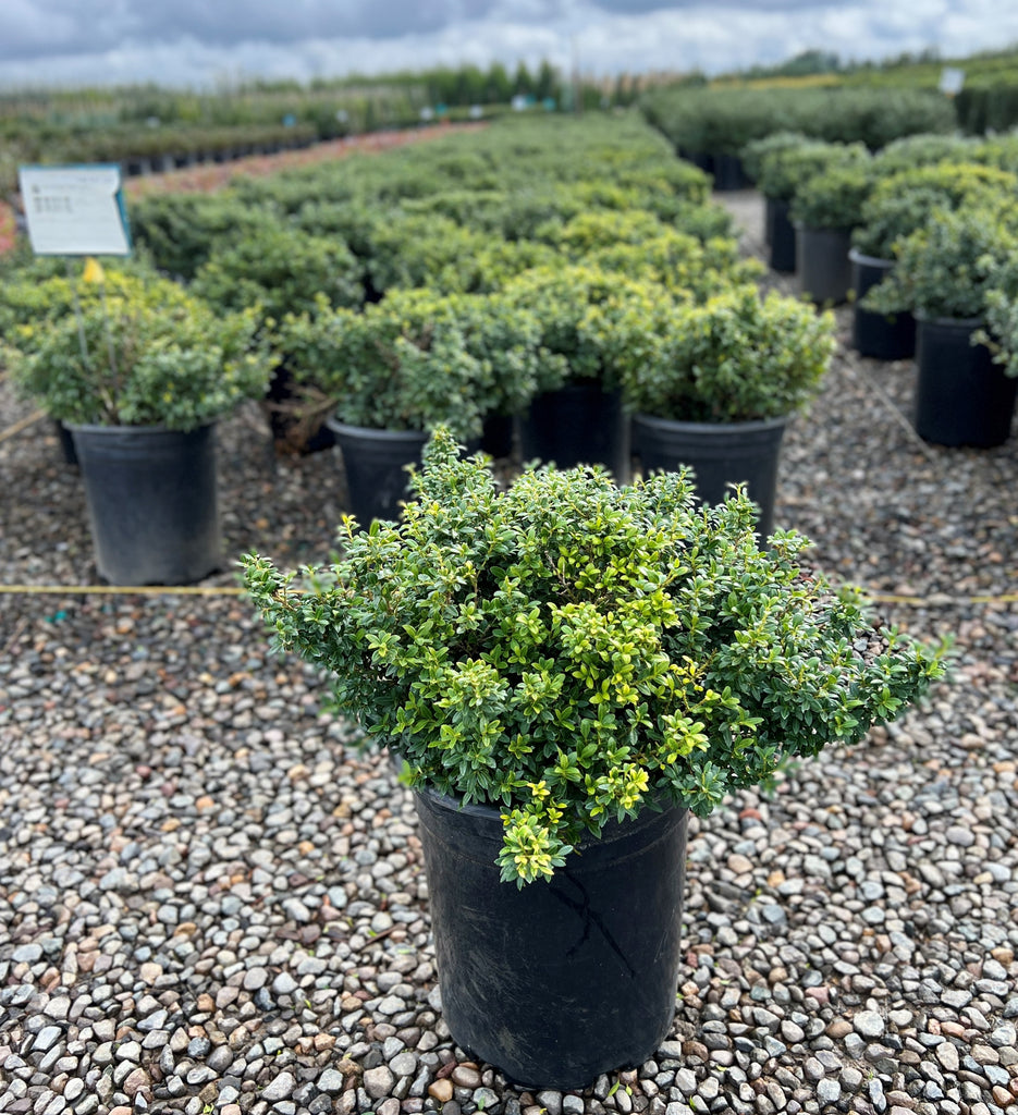 Ilex crenata 'Soft Touch'
