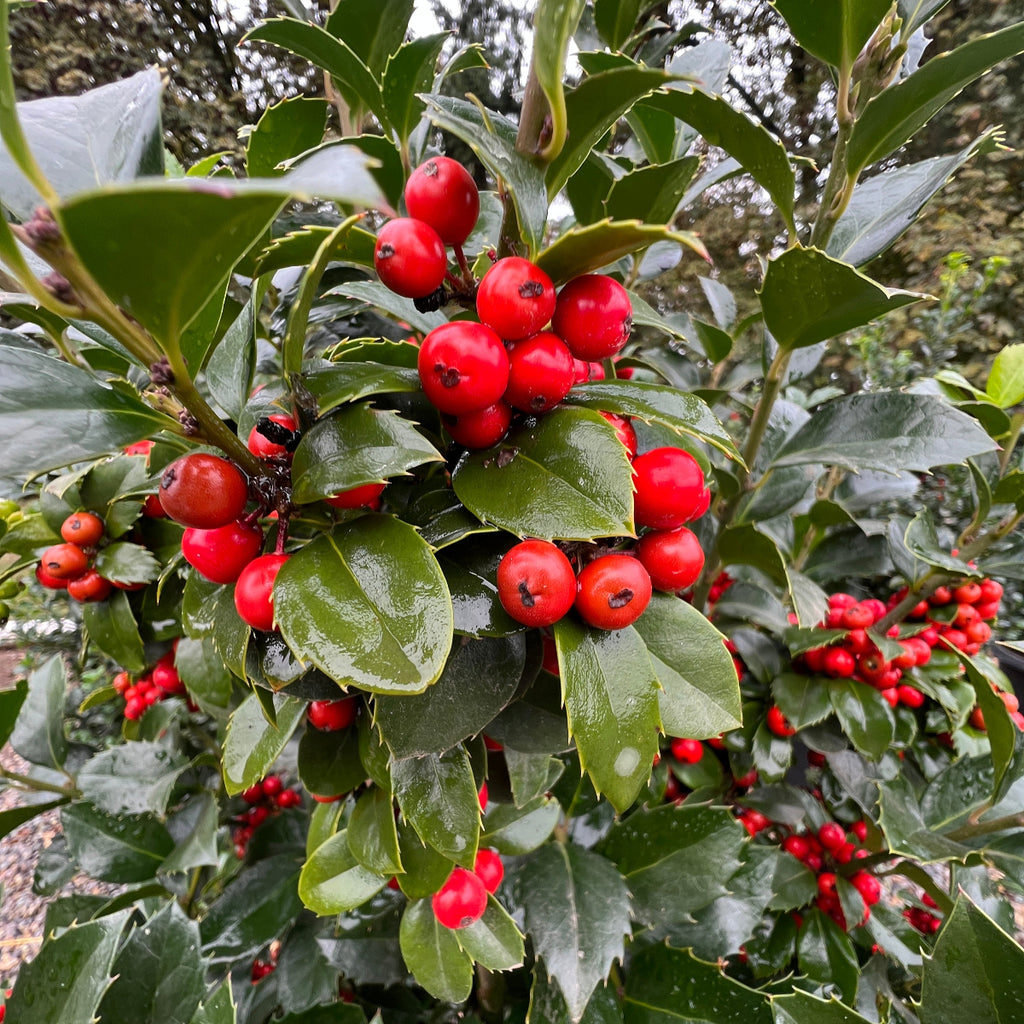 Ilex x meserveae Castle Spire® PW PP14310 (BBP)