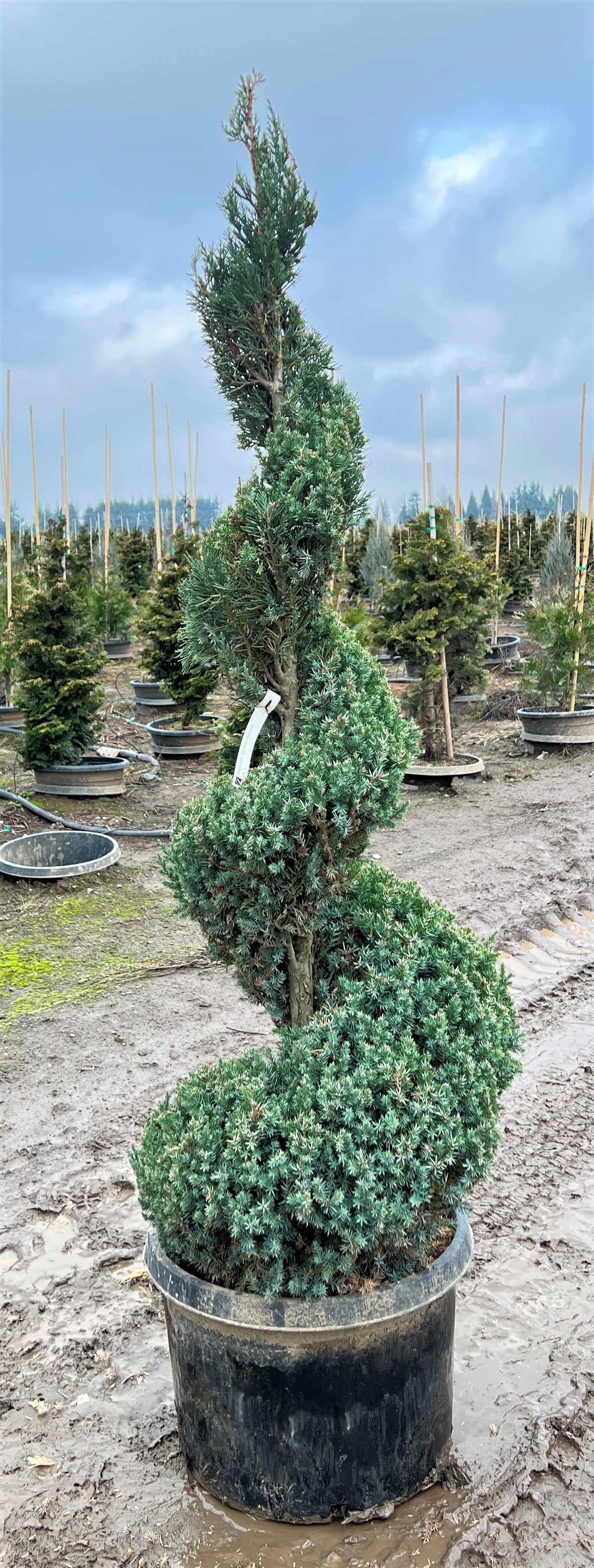 Juniperus chin. 'Blue Point', Spiral