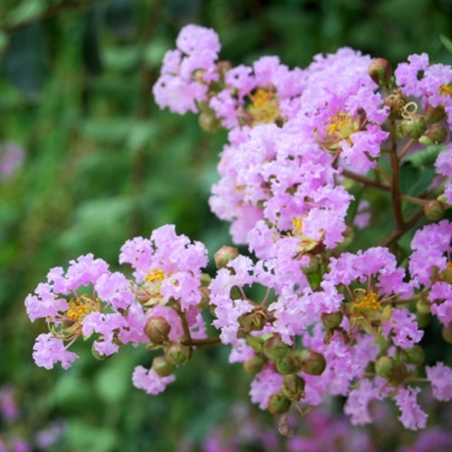 Lagerstroemia 'Muskogee' (lavender)