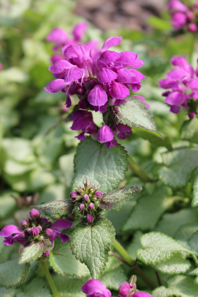 Lamium mac. 'Beacon Silver'