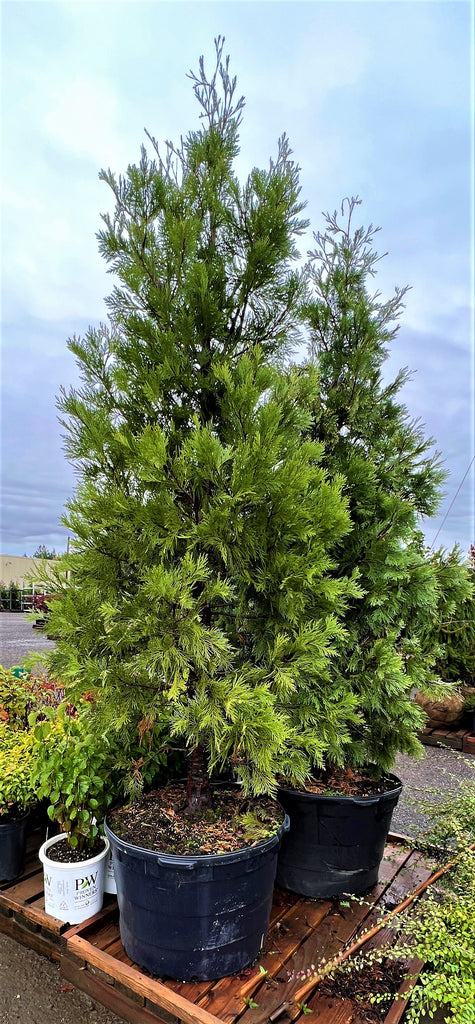 Libocedrus decurrens (CG)