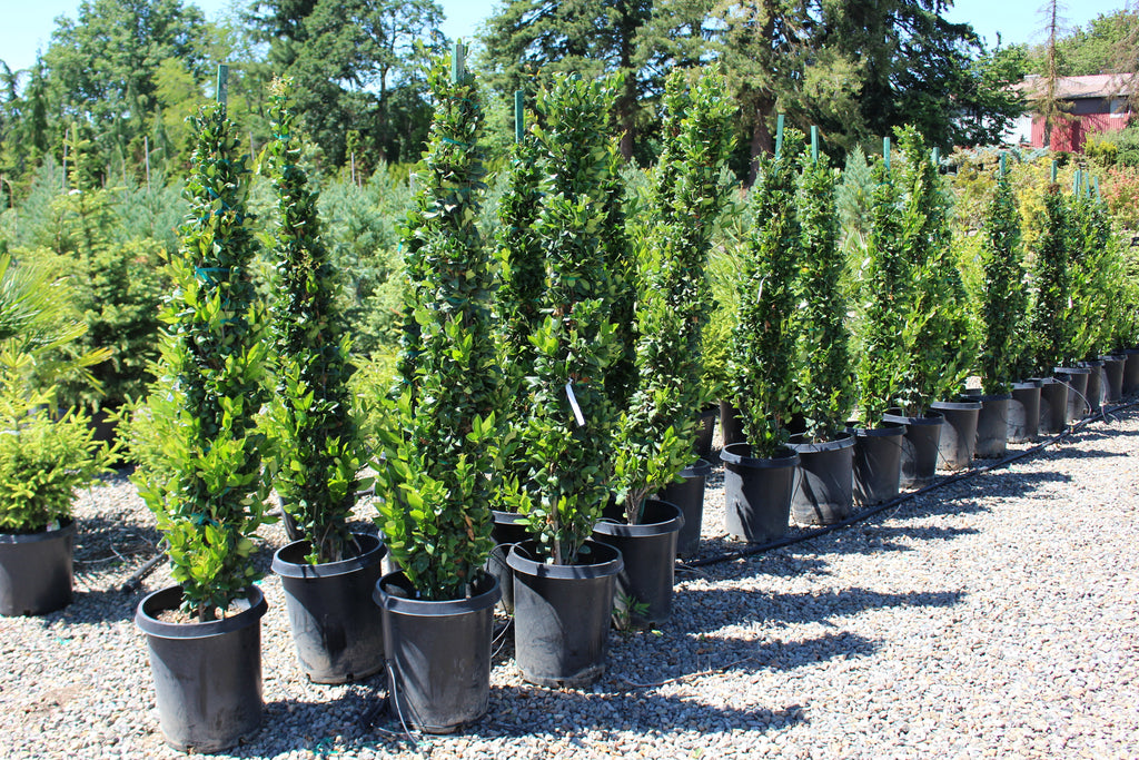 Ligustrum j. 'Texanum', Columnar
