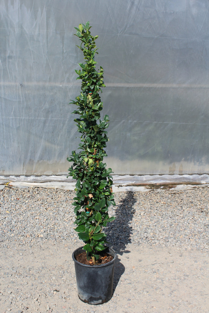 Ligustrum j. 'Texanum', Columnar